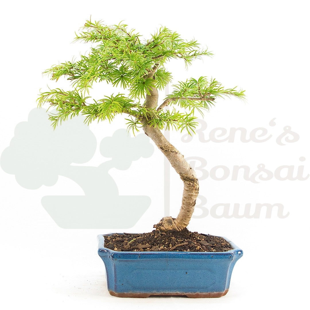 Goldlärche 'Pseudolarix amabilis'